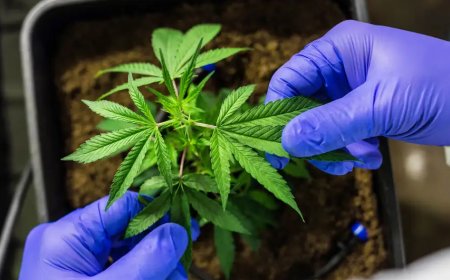 PEC que criminaliza posse de qualquer quantidade de droga é aprovada na ccj