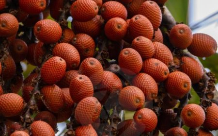 Desenvolvida no TO, farinha de buriti traz benefícios à saúde e à natureza