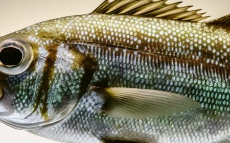 Peixe Corvina é remoso? Descubra a verdade sobre este peixe!