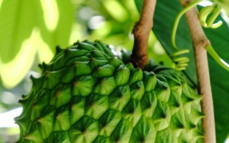 Graviola é remoso? Descubra os benefícios e mitos!