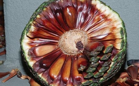 Pinhão engorda ou não? Descubra a verdade sobre!