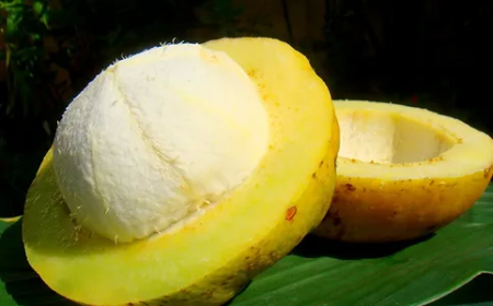 Bacuri é remoso? Descubra os segredos dessa fruta!