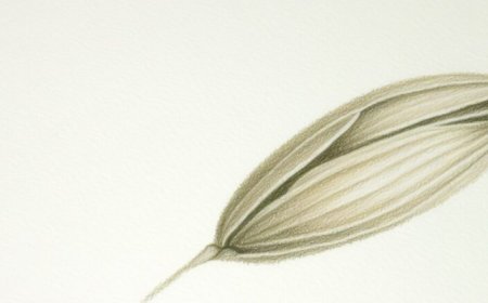 Aveia engorda ou não? Desvendando mitos e verdades