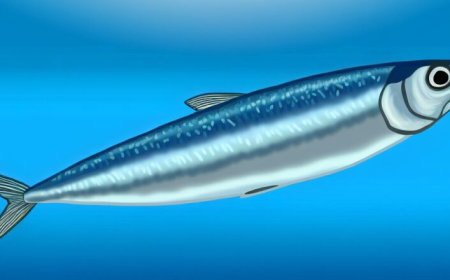 Sardinha é remosa? Desvendando mitos alimentares