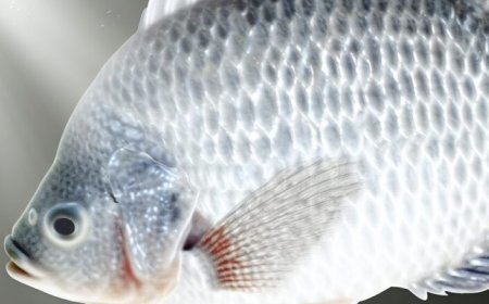 Tilápia é remoso: Mitos e Verdades desvendados