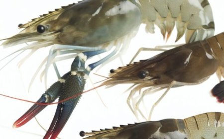 Camarão é remoso? Entenda de uma vez por todas!