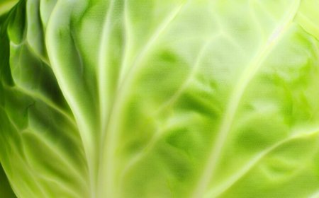 Repolho é remoso? Descubra os mitos e verdades sobre ele!