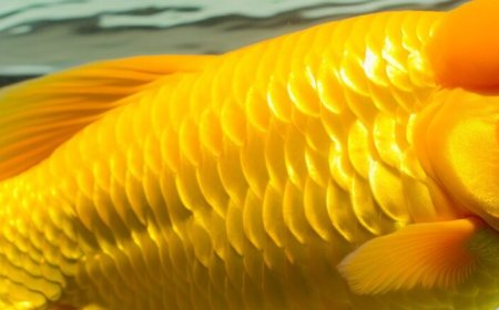 Peixe dourado é remoso? Entenda de uma vez por todas!