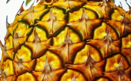 Abacaxi é remoso? Descubra os mitos e verdades sobre a fruta