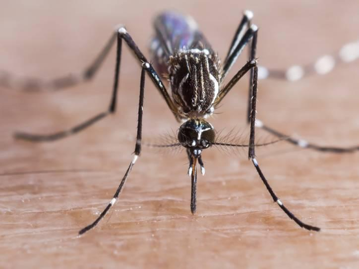 O mosquito Aedes aegypti é o principal transmissor dos vírus da dengue, zika e chikungunya no Brasil.