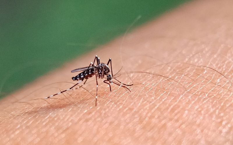 Aedes aegypti: quase metade dos municípios está em alerta ou risco
