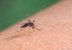Aedes aegypti: quase metade dos municípios está em alerta ou risco