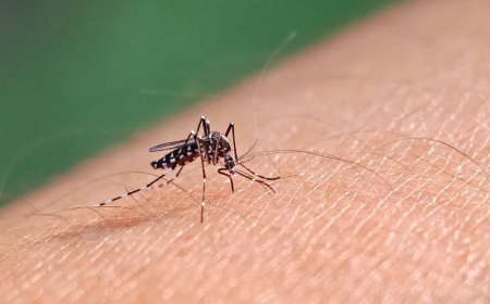 Aedes aegypti: quase metade dos municípios está em alerta ou risco