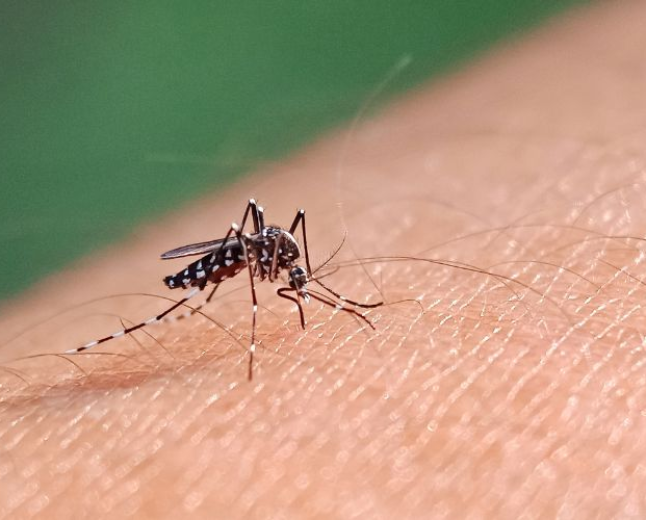 Aedes aegypti: quase metade dos municípios está em alerta ou risco